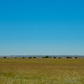 Bison Herd On High Prarie Royalty Free Stock Photo