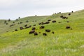 Bison Herd on a Hillside