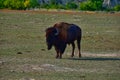 Bison Herd member at Roosevelt National Park North Dakota