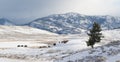 Bison herd migrate in winter