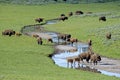 Bison herd near a water source. Royalty Free Stock Photo
