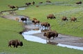 Bison herd near a water source. Royalty Free Stock Photo