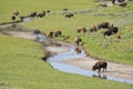 Bison herd near a water source. Royalty Free Stock Photo