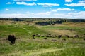 Bison herd on the prairies