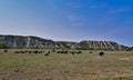 Bison Herd at Roosevelt National Park North Dakota