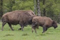 Bison Royalty Free Stock Photo