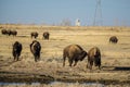 Bison Herd Running to Food Royalty Free Stock Photo