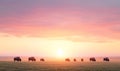 Bison Herd Grazing at Sunset Royalty Free Stock Photo