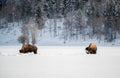 Bison herd in the Snow, Grand Teton National Park Royalty Free Stock Photo