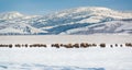 Bison herd in the Snow, Grand Teton National Park