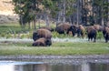 Bison herd in Yellowstone Royalty Free Stock Photo