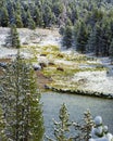 Bison Herd on Yellowstone River Royalty Free Stock Photo