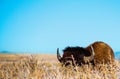 A bison hides in the tall grass Royalty Free Stock Photo