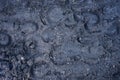 Bison Hoof Prints in Thick Mud Royalty Free Stock Photo