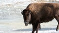 Bison With Ice in Her Beard Royalty Free Stock Photo