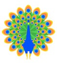 Peacock isolated. Beautiful bird with large tail. Vector illustration Royalty Free Stock Photo