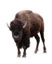 Bison isolated on white background Royalty Free Stock Photo