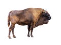 Bison isolated on white background. Royalty Free Stock Photo