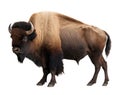 Bison isolated on white background. Bison is the largest bison in the world.