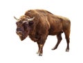 Bison isolated on white Royalty Free Stock Photo