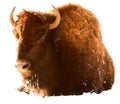 Bison isolated white Royalty Free Stock Photo