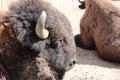 Huge bison head