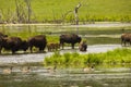 Bison by the lake