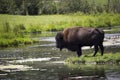 Bison by the lake