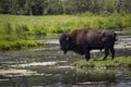 Bison by the lake