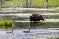 Bison by the lake