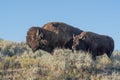 Bison in Lamar Valley, Yellowstone National Park Royalty Free Stock Photo