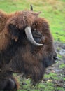 Bison are large, even-toed ungulates Royalty Free Stock Photo