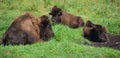 Bison are large, even-toed ungulates Royalty Free Stock Photo