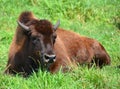 Bison are large, even-toed ungulates Royalty Free Stock Photo
