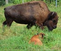 Bison are large, even-toed ungulates Royalty Free Stock Photo