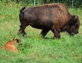 Bison are large, even-toed ungulates Royalty Free Stock Photo