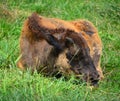 Bison are large, even-toed ungulates Royalty Free Stock Photo