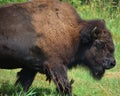 Bison are large, even-toed ungulates Royalty Free Stock Photo