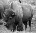 Bison are large, even-toed ungulates Royalty Free Stock Photo