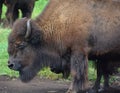 Bison are large, even-toed ungulates Royalty Free Stock Photo