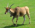 Bison are large, even-toed ungulates Royalty Free Stock Photo