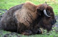 Bison are large, even-toed ungulates Royalty Free Stock Photo