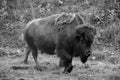 Bison is large, even-toed ungulates Royalty Free Stock Photo