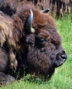 Bison are large, even-toed ungulates Royalty Free Stock Photo