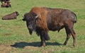 Bison Royalty Free Stock Photo