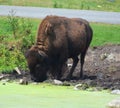 Bison are large, even-toed ungulates Royalty Free Stock Photo