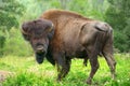 Bison