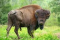 Bison