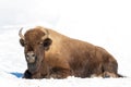 Bison laying in snow on cold frosty morning