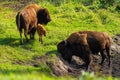 Bison and little bison